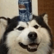 a husky dog is wearing a pepsi can on its head .