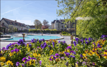 purple and yellow flowers in front of a large pool