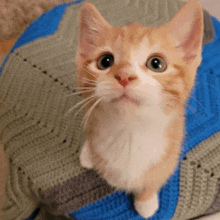 a small orange and white kitten is sitting on a blue and gray blanket