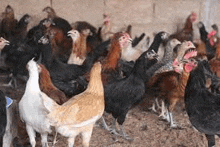 a herd of chickens are standing in a chicken coop .