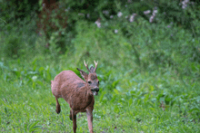 a deer with antlers is standing in the grass and looking at the camera