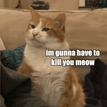 an orange and white cat is sitting on a couch and says im gunna have to kill you meow