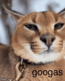 a close up of a cat with a leash around its neck and the word googas written on it .