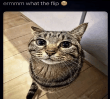 a cat is looking up at the camera with the caption ermm what the flip