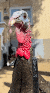 a close up of a turkey 's face with a yellow beak