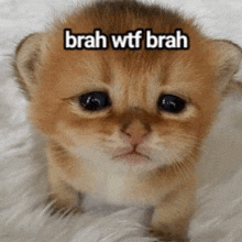 a kitten with the words brah wtf brah written on its face