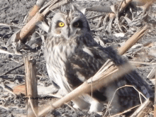 a picture of an owl taken in 2012 by geri hunter