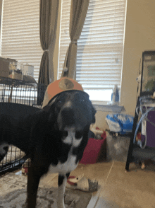 a black and white dog wearing a hat stands in front of a window in a room