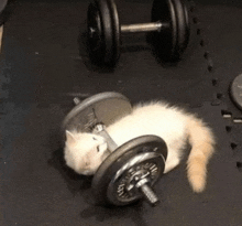 a kitten is laying on top of a dumbbell on a black mat .