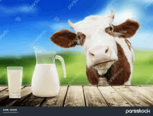 a brown and white cow is standing next to a pitcher of milk and a glass of milk on a wooden table .