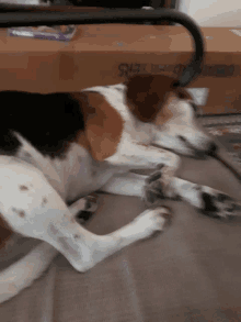 a brown and white dog laying on a blanket in front of a cardboard box that says shepherds