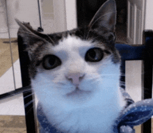 a close up of a cat sitting in a chair looking at the camera