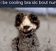 a stuffed animal with a caption that says `` i be cooling bra idc bout nun '' is looking at the camera .