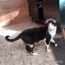 a black and white cat standing on a tiled floor