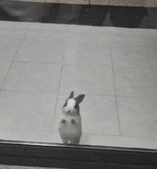 a black and white photo of a small rabbit standing on its hind legs .