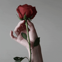 a woman holds a red rose in her hand