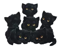 a group of black kittens with yellow eyes are sitting next to each other