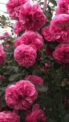 a bunch of pink roses growing on a bush