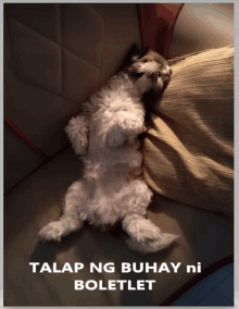 a small dog is laying on its back on a couch with the words " talap ng buhay ni boletlet " above it