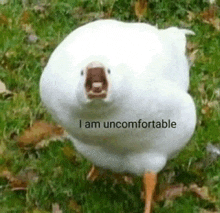 a white duck with its mouth open and the words `` i am uncomfortable '' written on it .