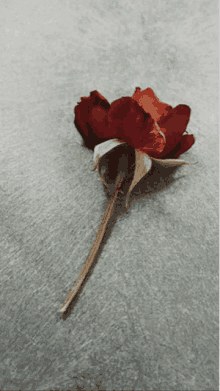 a red flower with a long stem is laying on a gray surface