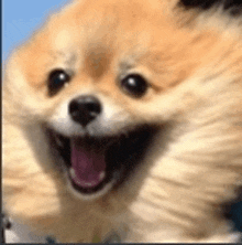 a close up of a pomeranian dog with its mouth open and its tongue hanging out .