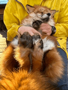 a man in a yellow jacket is holding a fox on his lap