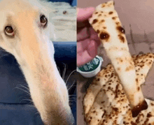 a close up of a dog 's nose next to a picture of a pizza with sauce on it