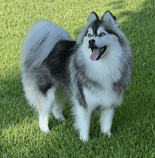 a black and white dog standing in the grass with its tongue out