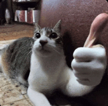 a cat is laying on the floor giving a thumbs up sign .