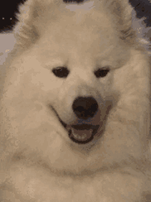 a white dog with a black nose is smiling