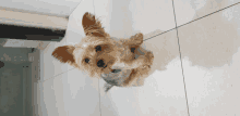 a small brown and white dog with a blue collar is sitting on a tiled floor