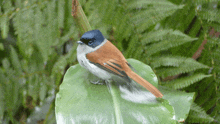 a small bird perched on a green leaf