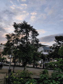 a tree with lots of leaves is in front of a building