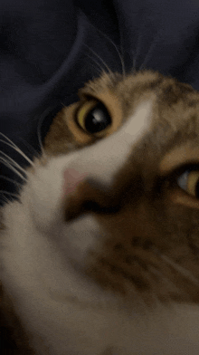 a close up of a cat 's face with a dark background