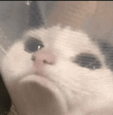 a close up of a cat 's face behind a clear plastic bag .