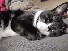 a black and white cat is laying on a couch