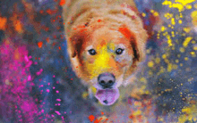 a dog with its tongue out is surrounded by colored powder .