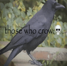 a black bird with the words those who crow written on it