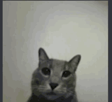 a close up of a cat 's face against a white wall