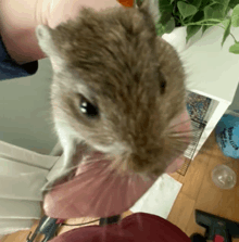 a person is holding a small brown and white hamster in their hands .