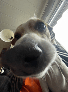 a close up of a dog 's nose looking out a window