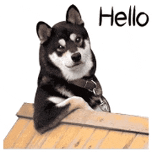 a black and white dog is sitting on top of a wooden box and says hello