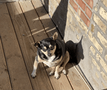 a small dog is sitting on a wooden deck