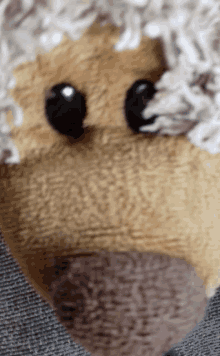 a close up of a stuffed animal 's face with a brown nose