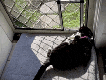 a black and white cat laying on a rug looking out of a door