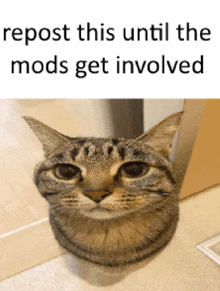 a picture of a cat with the words repost this until the mods get involved