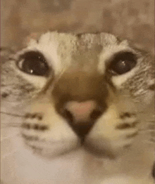 a close up of a cat 's face with a heart in its nose .