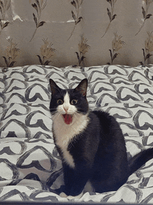 a black and white cat sitting on a bed with its mouth wide open