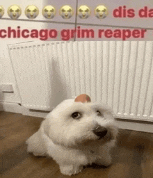 a small white dog is sitting next to a radiator with an egg on its head .